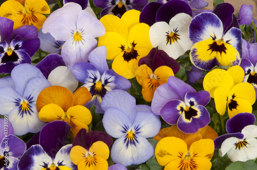 mixed colors of pansies in garden photo