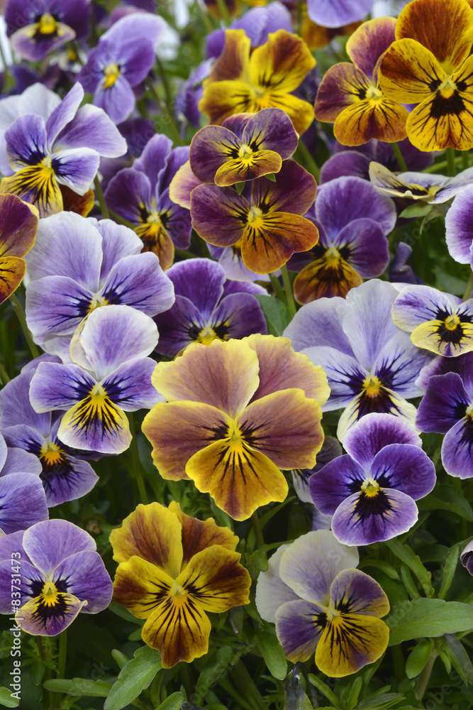different colors pansies in garden different colors pansies in garden