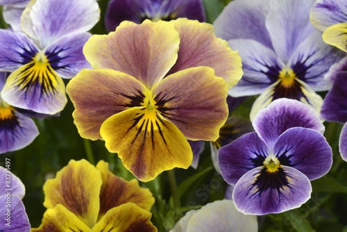 different colors pansies in garden