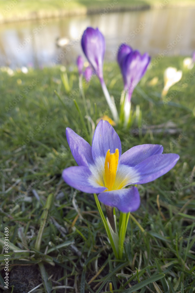 closeup Crocus flower in grass field closeup Crocus flower in grass field