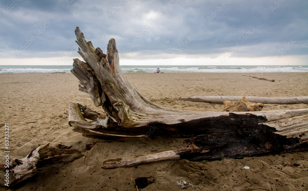 Lonely trunk on the beach in a cloudy day