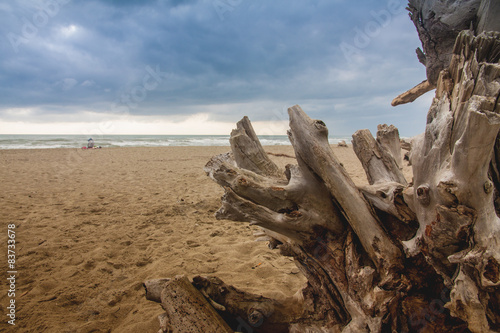 Lonely trunk on the beach in a cloudy day