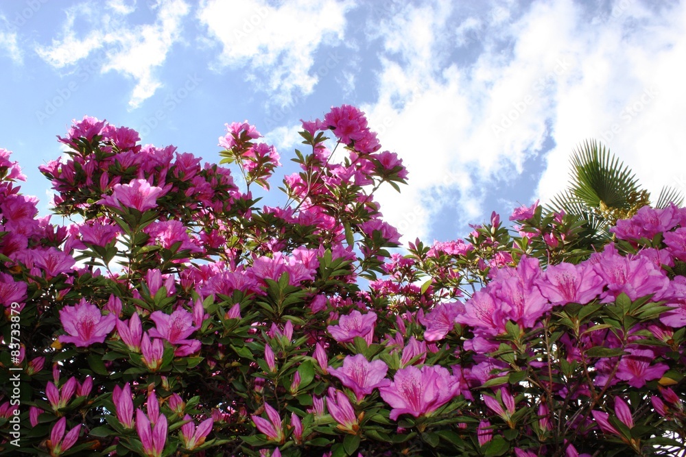 Rhododendron Hybride 'Berliner Liebe' under big palms