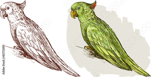 parrot