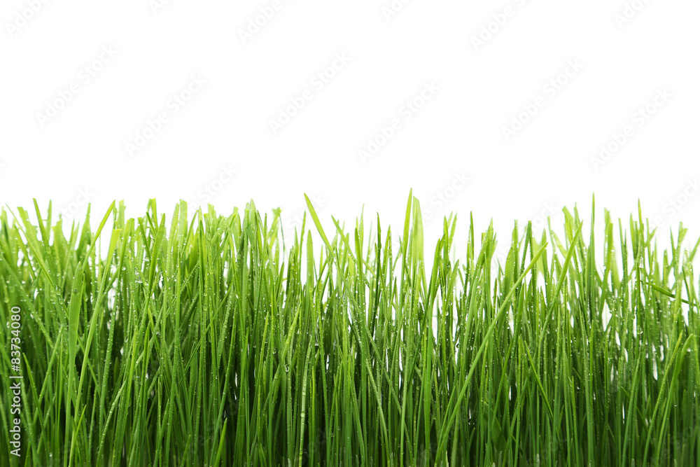 Obraz premium Green grass isolated on white