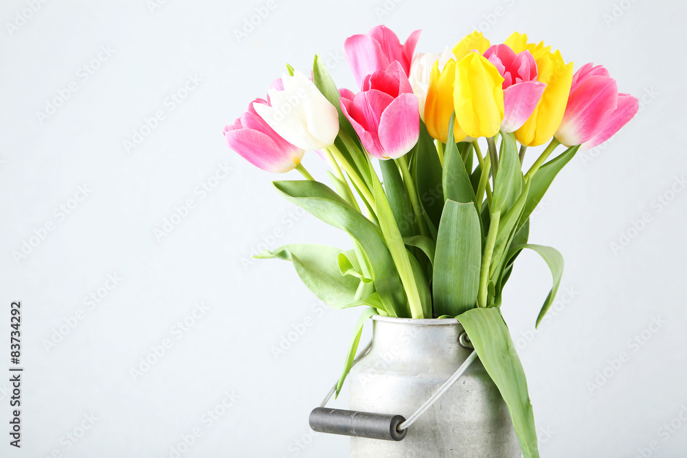 Obraz premium Beautiful tulips in can on white background