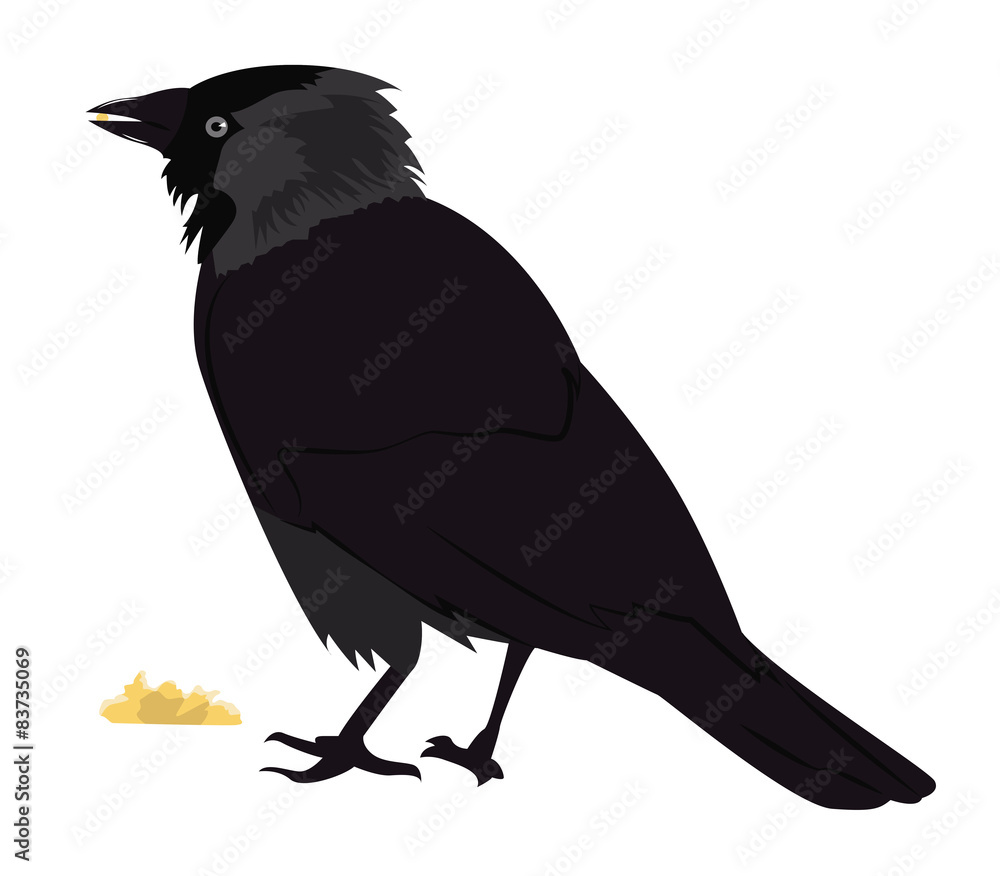 Jackdaw eats bread Jackdaw eats bread
