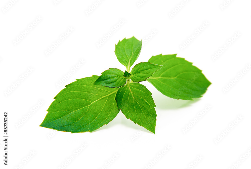 mint mint