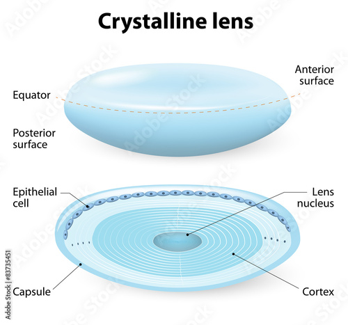 crystalline lens anatomy