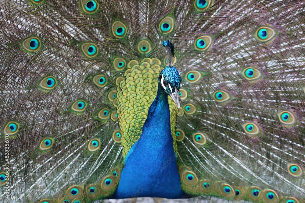 Obraz premium pfau