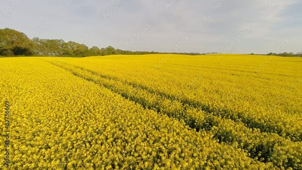 Low-level flight over a canola field in springtime Low-level flight over a canola field in springtime
