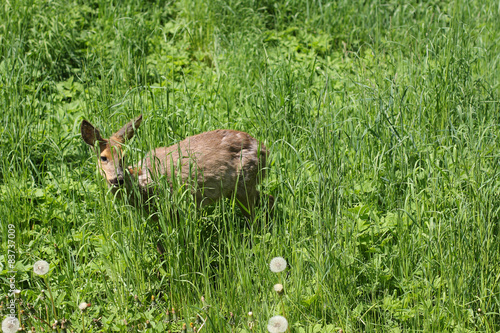 Sick roe after poisoning rape.