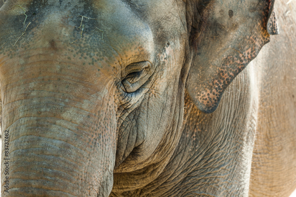 Fototapeta premium elefant