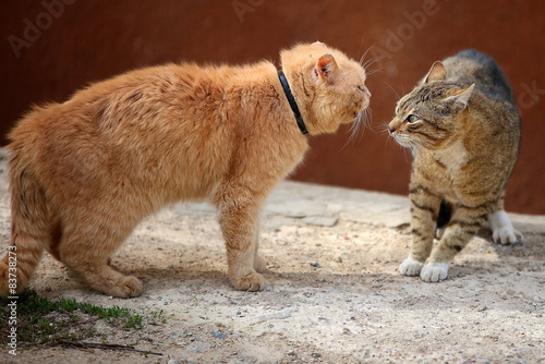 Fighting homeless cats