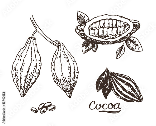 Hand drawn cocoa vector sketch illustration