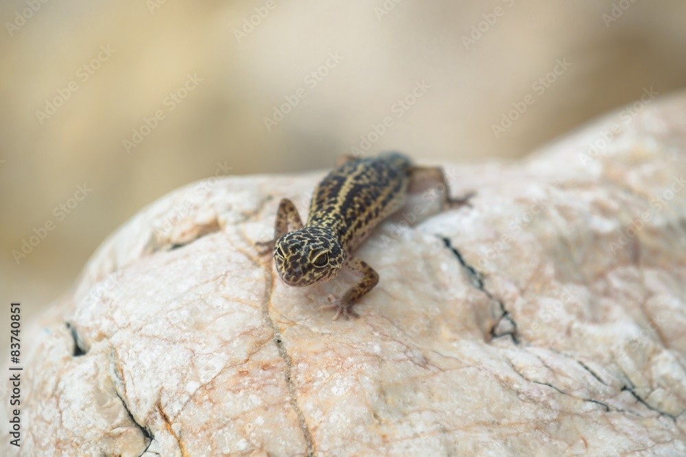Gecko lizard on rocks 
