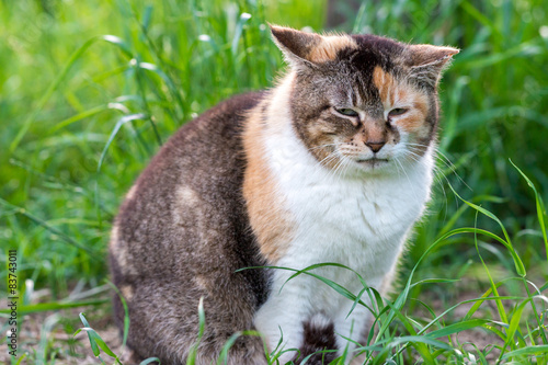 Wallpaper Mural なんかふてくされた感じののらねこ Torontodigital.ca