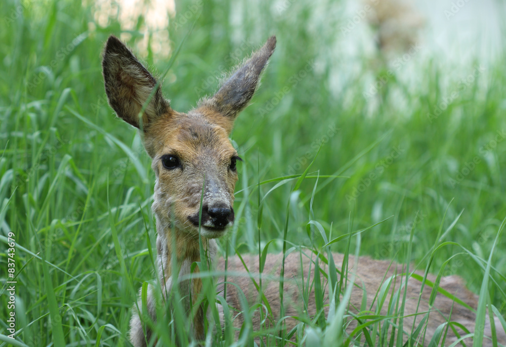 Sick Roe (Capreolus capreolus) after poisoning rape.