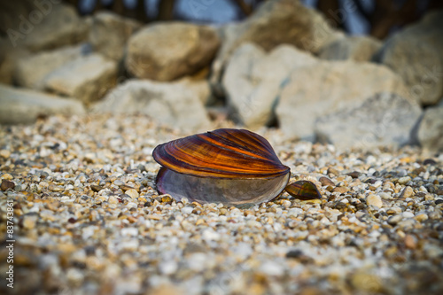 Large and small mussel shell and difference between them.