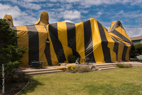 House is covered by tent for fumigation photo