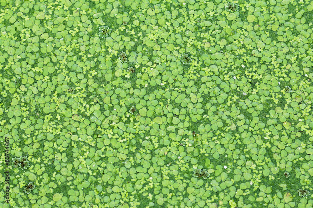 Duckweed on the water. Duckweed on the water.