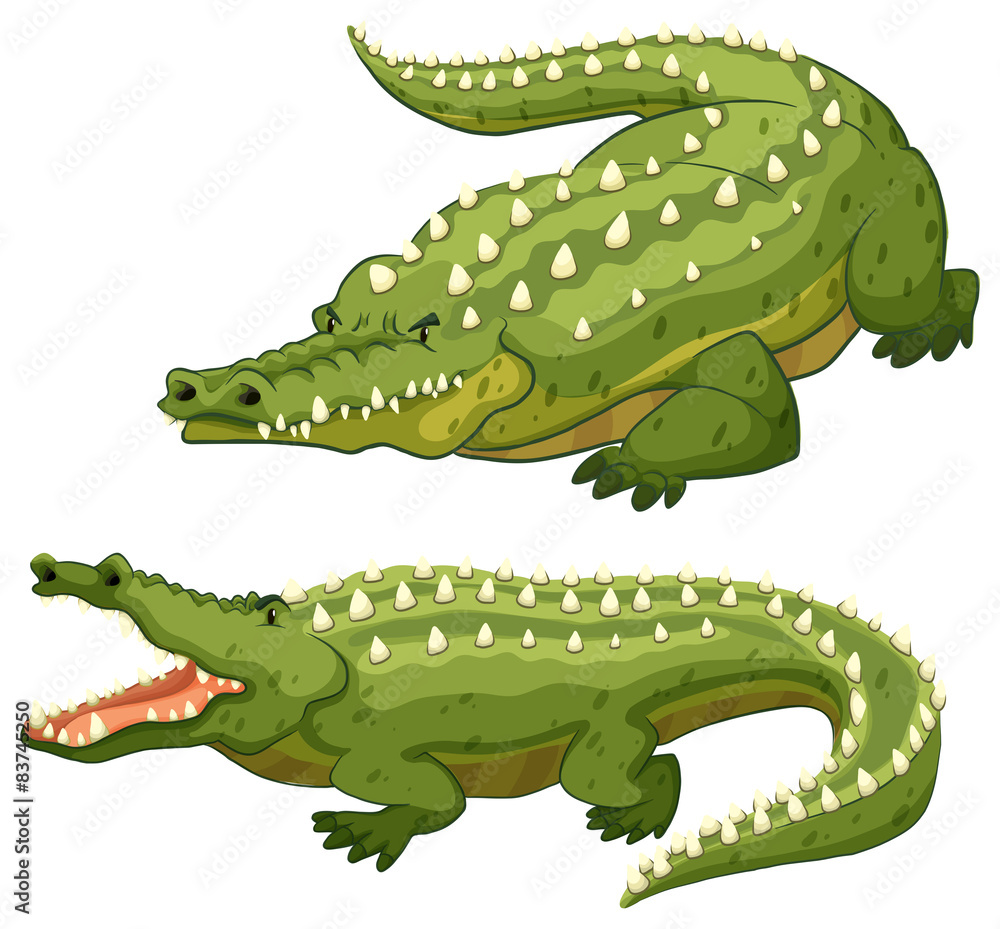 Fototapeta premium Crocodile