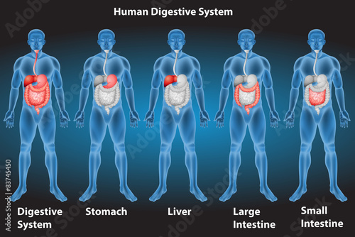 Digestive system
