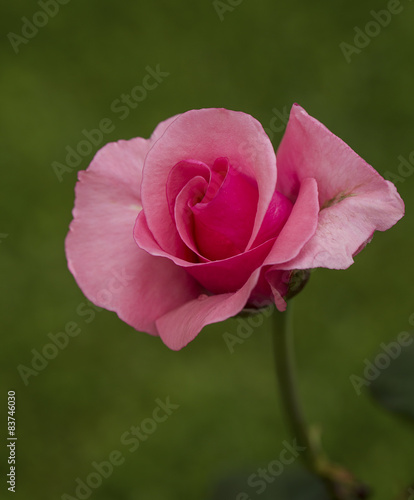 Pembe Gül