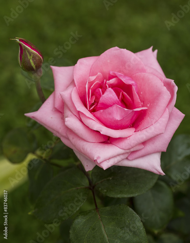 Pembe Gül