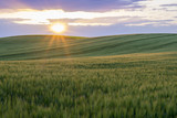 Grain field in the sundown