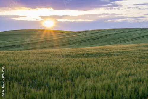 Grain field in the sundown © Mike Mareen