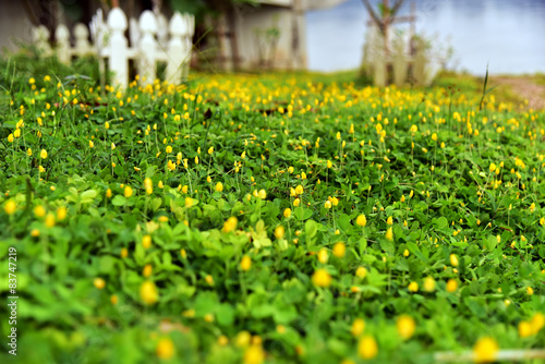 фотографія Yellow flowers that bloom in the garden by the river