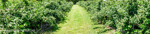 panorama of rapberry farm isle