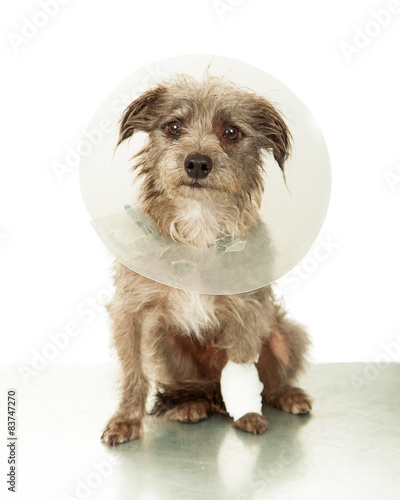 Injured Small Dog Wearing Cone on Vet Table