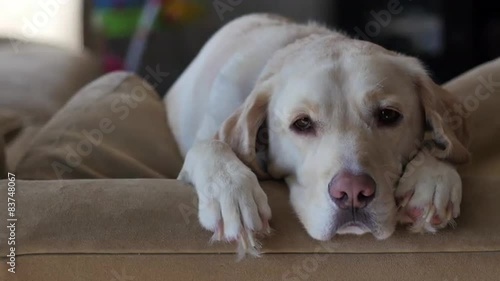 Yellow lab falls alseep on back of couch, RIGHT, 4K
