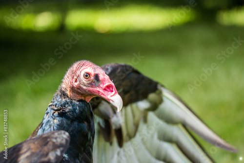 Vulture with blurres background