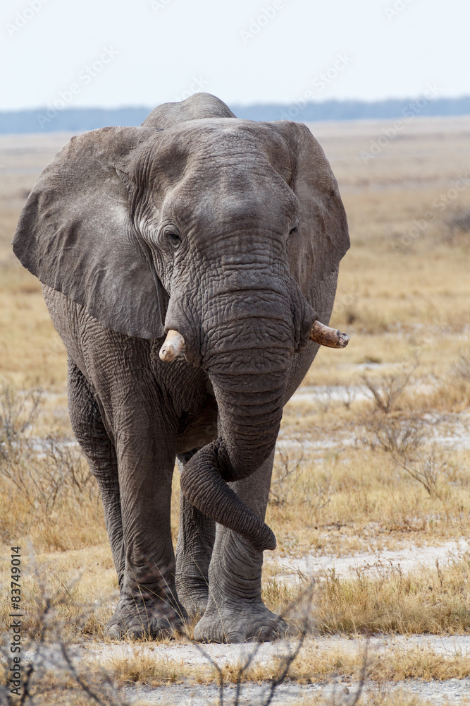 Naklejka premium big african elephants on Etosha national park