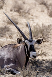 close up portrait of Gemsbok, Oryx gazella