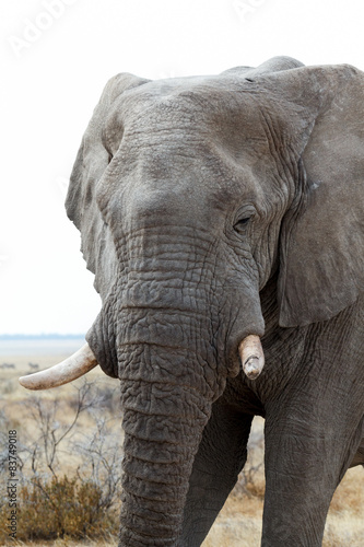 big african elephants on Etosha national park