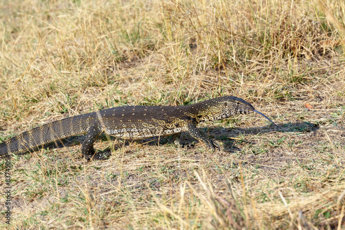 Monitor Lizard, Varanus niloticus on savanna