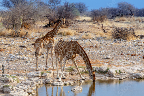 Giraffa camelopardalis drinking from waterhole in Etosha