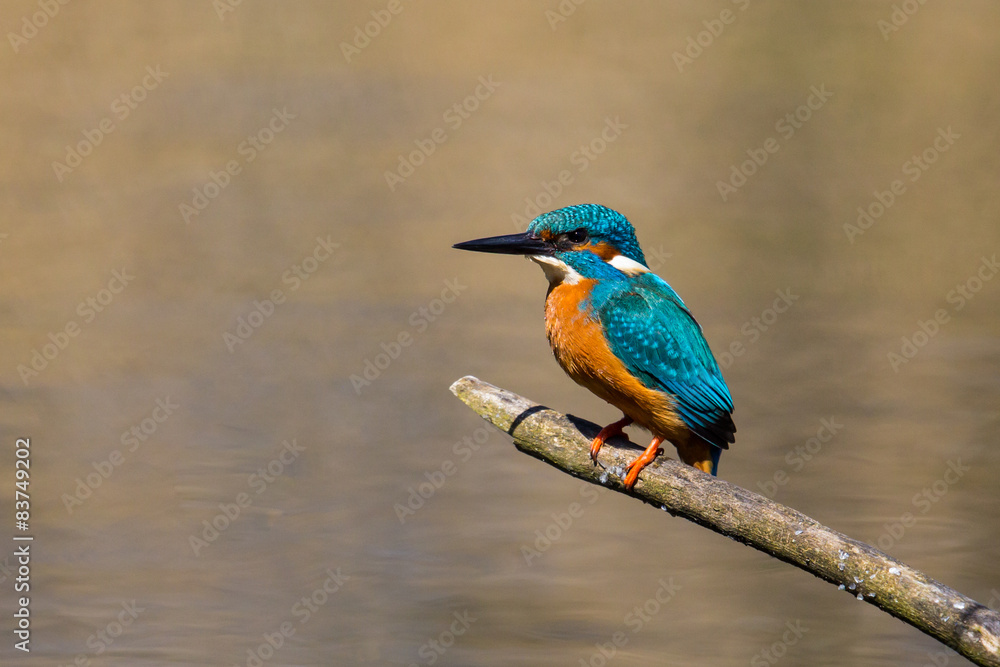 Male common kingfisher (Alcedo atthis) sitting on a tree branch Male common kingfisher (Alcedo atthis) sitting on a tree branch