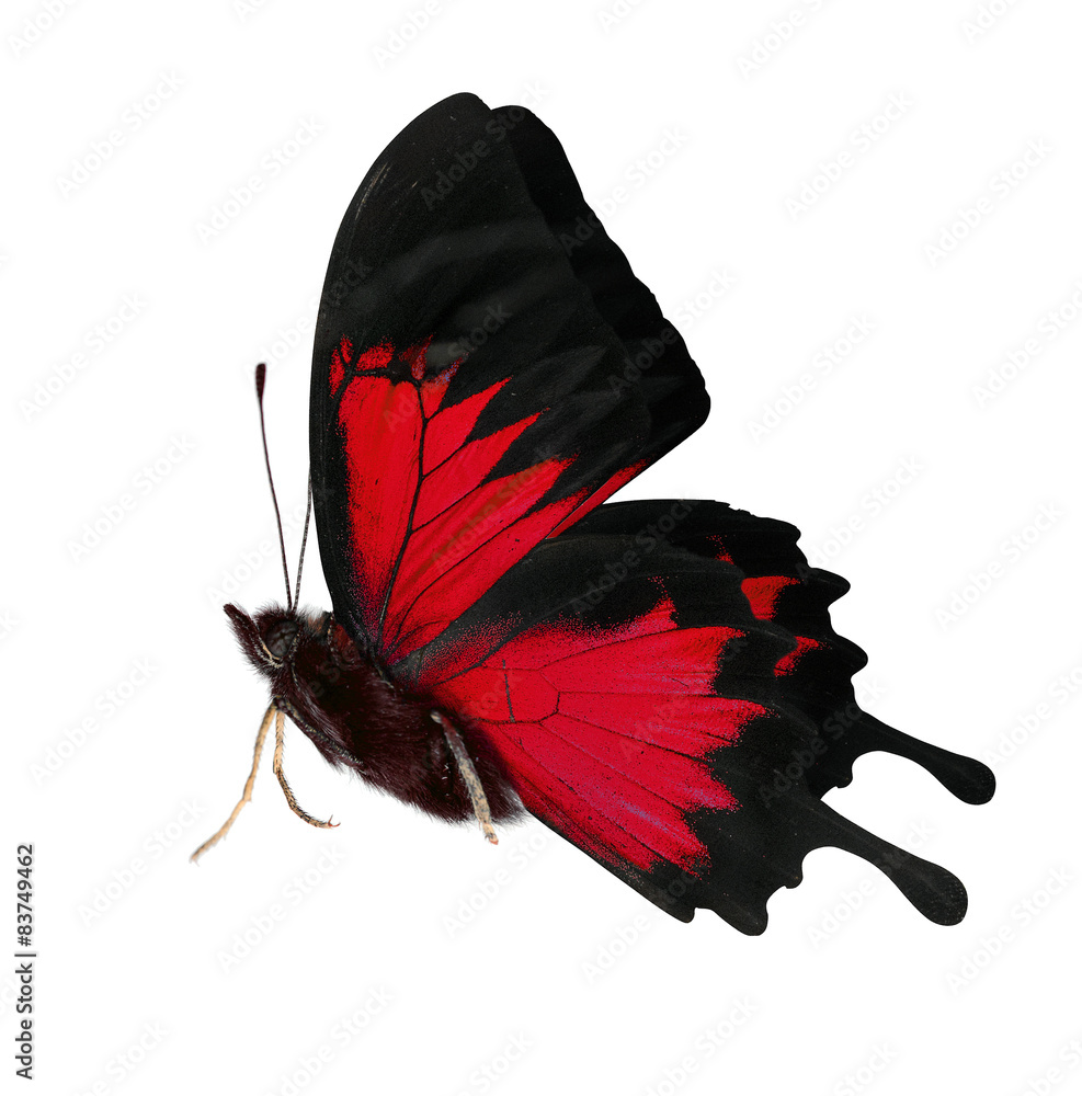 Fototapeta premium side view of bright red butterfly