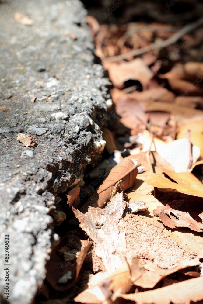 Dried leaves and the asphalt roads