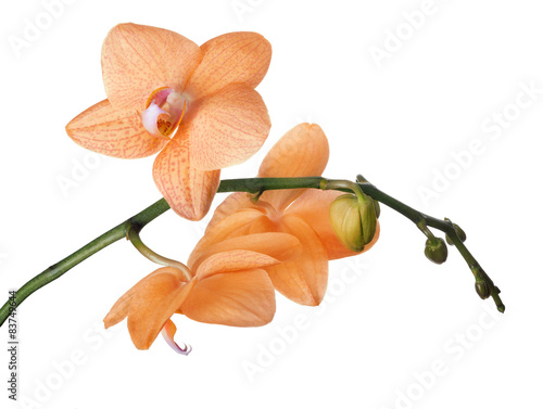 Fototapeta Naklejka Na Ścianę i Meble -  fine orange three orchids and buds