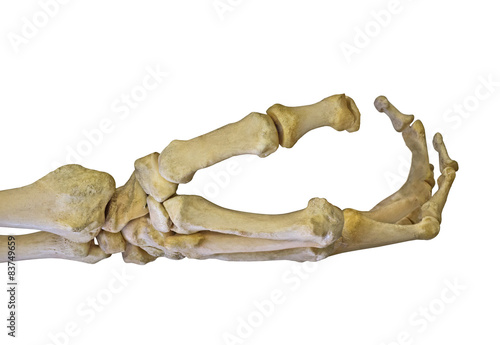 фотографія human arm skeleton isolated on white
