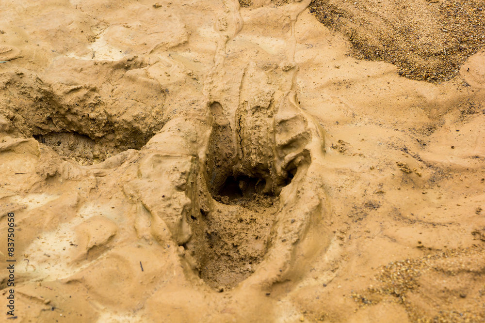 Footprints in the mud Footprints in the mud