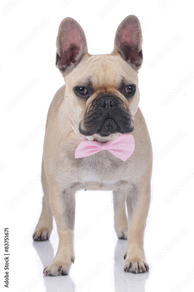 Niedliche französische Bulldogge mit rosa Fliege