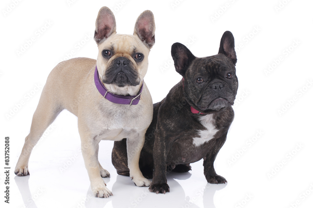 Zwei französische Bulldoggen auf weißem Hintergrund Zwei französische Bulldoggen auf weißem Hintergrund