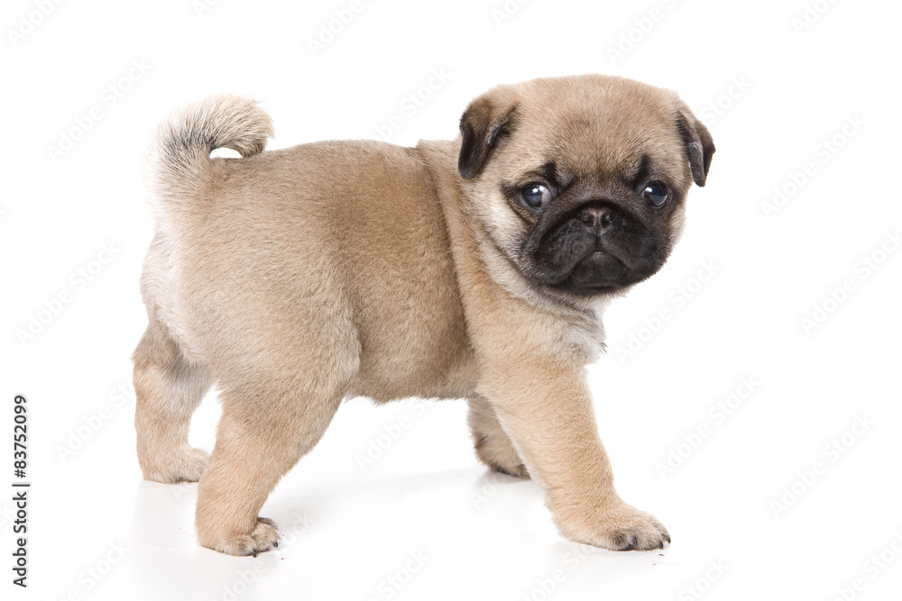 Pug puppy standing and looking at the camera (isolated on white) Pug puppy standing and looking at the camera (isolated on white)